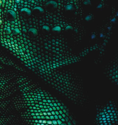 Detalle41